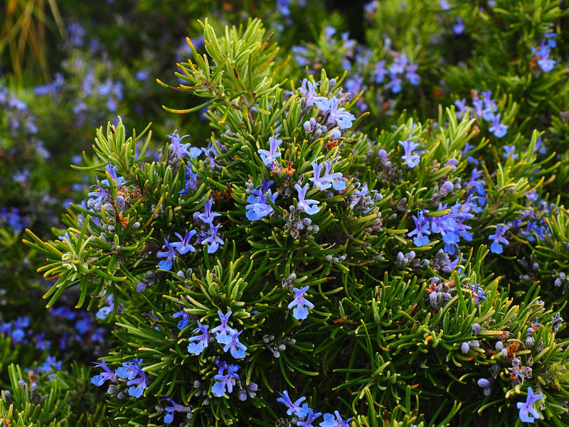 YOU PROBABLY HAVE THIS HERB IN THE GARDEN AND YOU DO NOT KNOW THAT IT CURES BALDNESS!